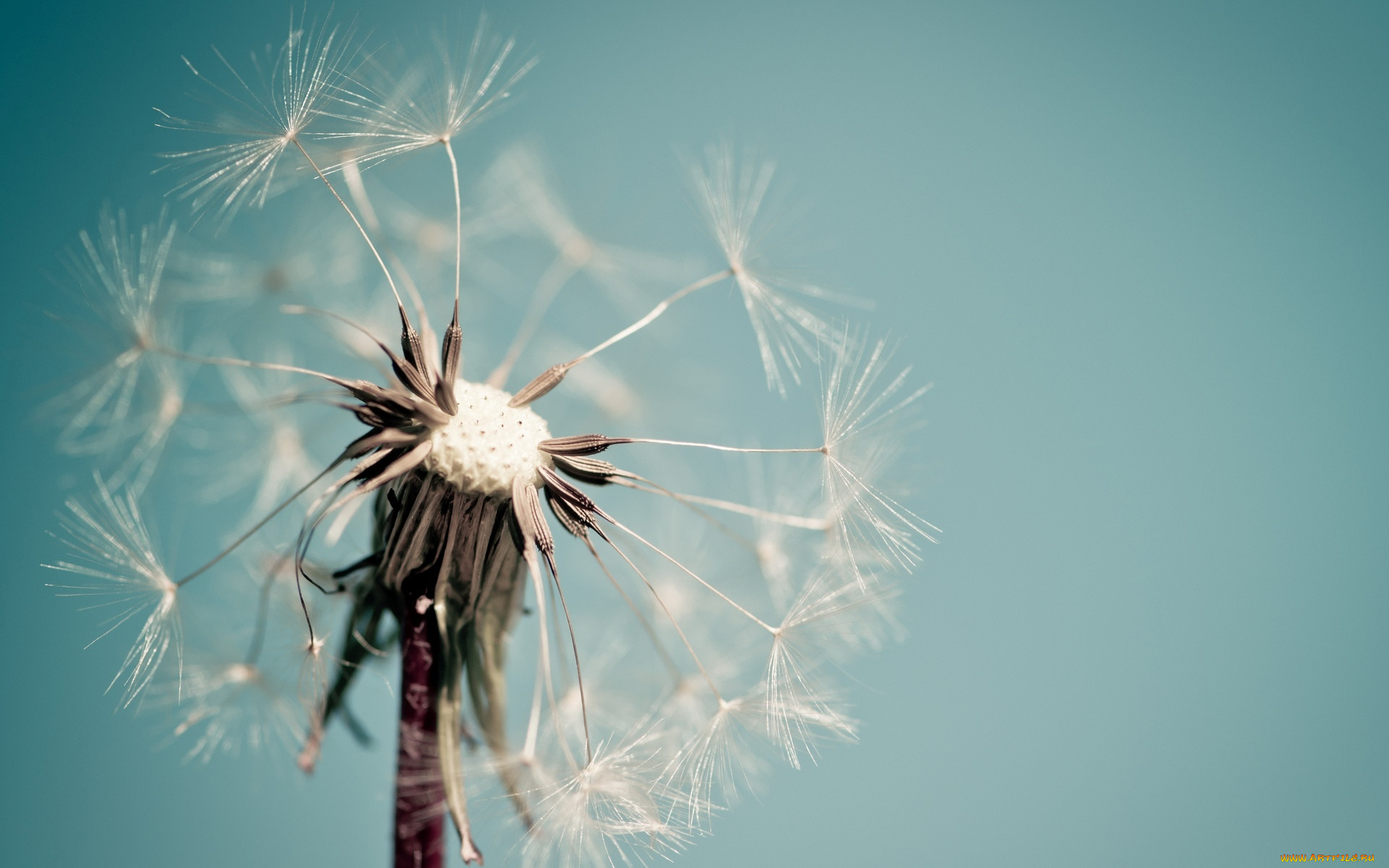 , , , , , dandelion, macro, , , 